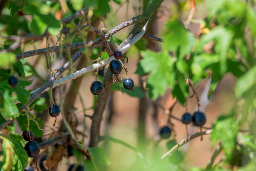 Close-up of ripe blackcurrants on the shrub branch in the garden