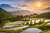 Japanese Rice Terraces