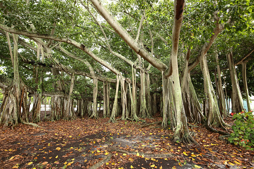 Gigantesco Banyan Tree photo