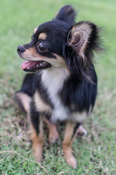 istock Chihuahua is sitting on the lawn. 834553304