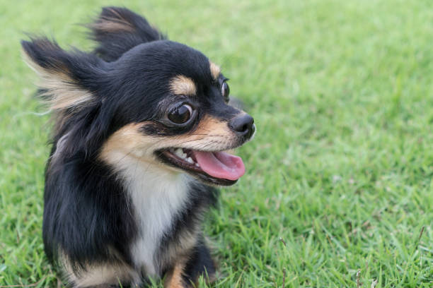 istock Chihuahua is sitting on the lawn. 834557618