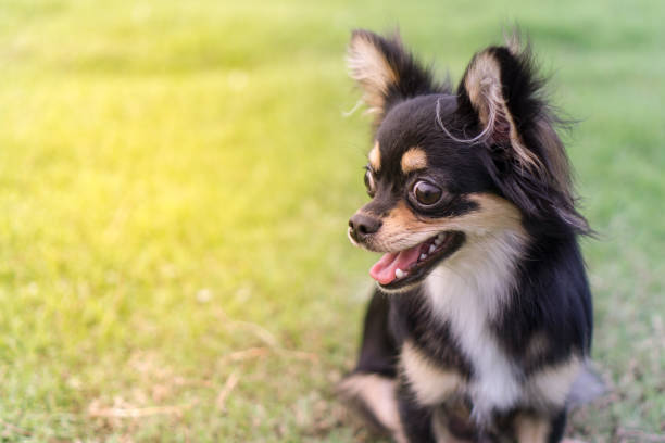 istock Chihuahua is sitting on the lawn. 834557690