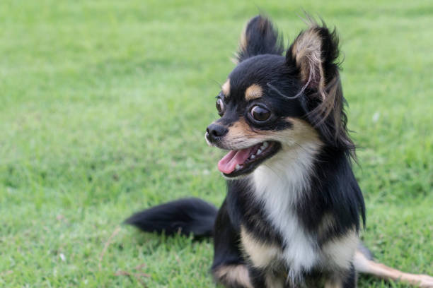 istock Chihuahua is sitting on the lawn. 834557786