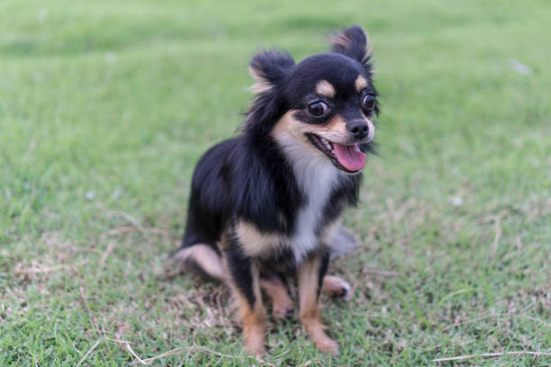 istock Chihuahua is sitting on the lawn. 834558252