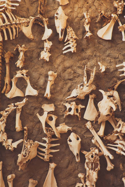 Archaeological excavation, detail of an ancient exploration, prehistory Archaeological excavation, detail of an ancient exploration, animal and bird bones çatalhöyük stock pictures, royalty-free photos & images