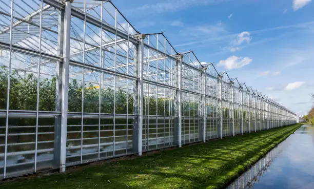 Great tomato nursery and greenhouse in Harmelen with summer sky.