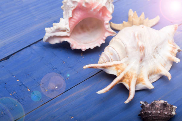 Starfish And Seashell On Blue Wood Background