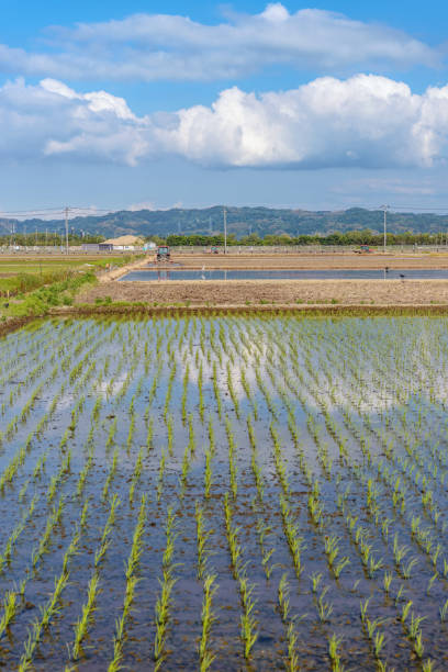 istock Scenery of the rice field 834573372