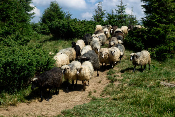 rebanho de carneiro - sheep lamb wool animal head - fotografias e filmes do acervo