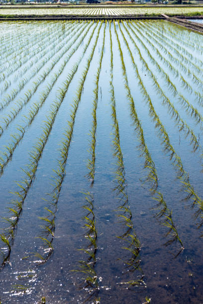istock Scenery of the rice field 834574252