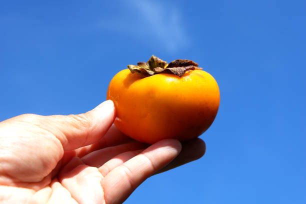 Persimmon fruits in Thailand.