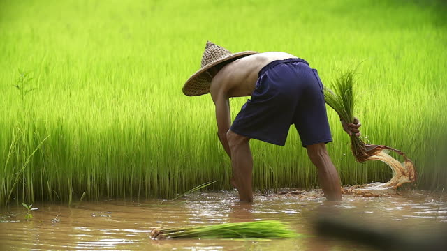 Asian farmer transplant rice seedlings in rice field,Farmer planting rice in the rainy season,Asian farmer is withdrawn seedling and kick soil flick of Before the grown in paddy field,Thailand.
