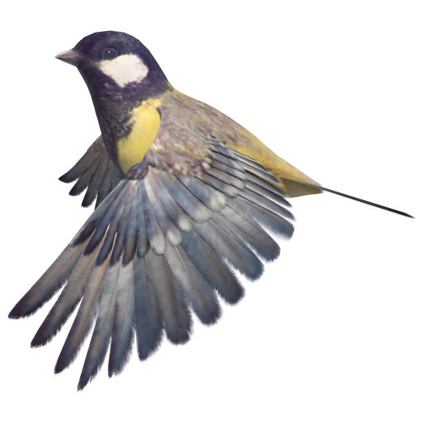 istock 3D Rendering Songbird Great Tit on White 834598804