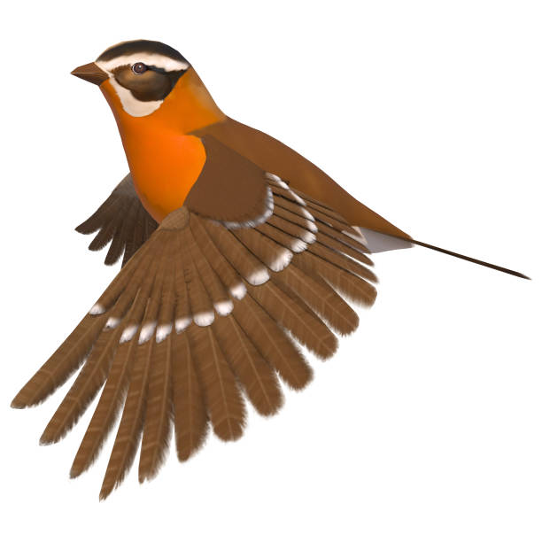 istock 3D Rendering Songbird Grosbeak on White 834598870