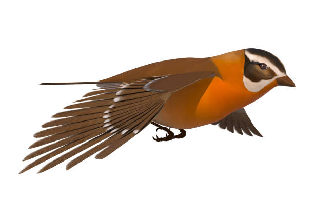 istock 3D Rendering Songbird Grosbeak on White 834598940