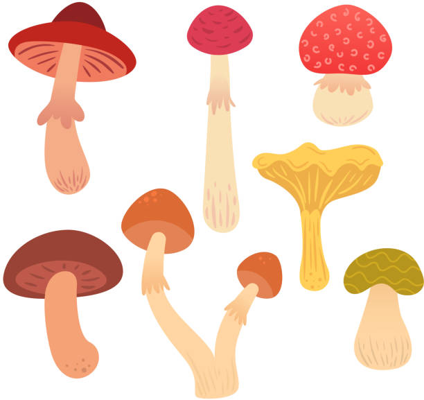 ilustrações, clipart, desenhos animados e ícones de conjunto de cogumelos plana dos desenhos animados - mushroom edible mushroom red botany