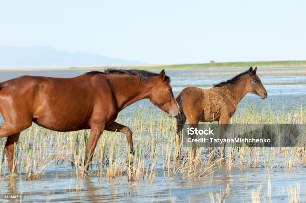 Horse Knight Steed Courser Hoss A Solidhoofed Planteating Domesticated