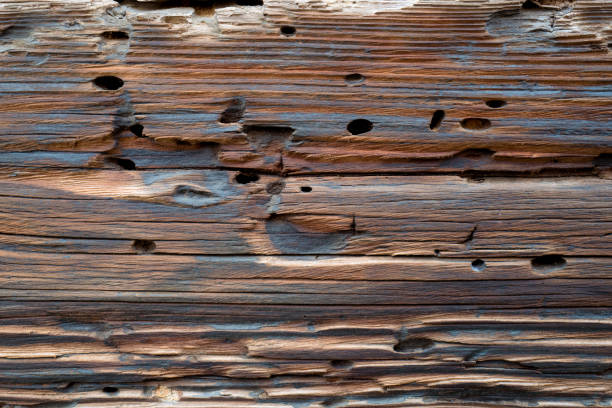 Barn Wall Texture with wood worm. Rustic Log House Vintage Wall Horizontal Background