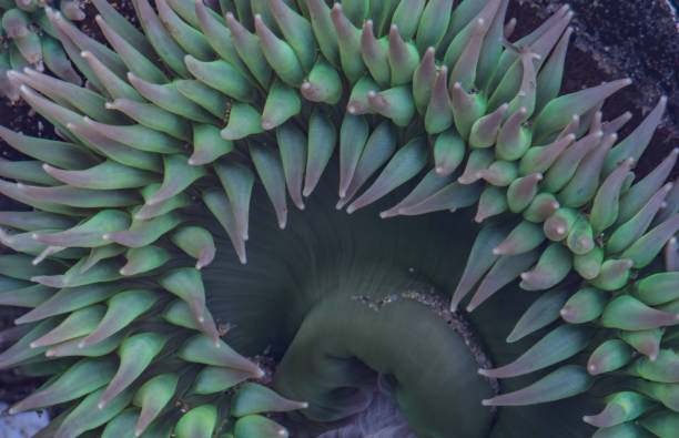 istock Purple and Green Anemone Tentacles 834625576