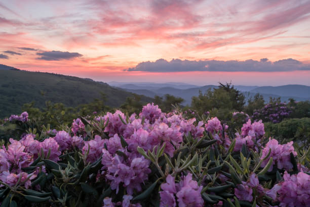 istock Rhododendron Blooms in Foreground and Sunset Behind 834628282