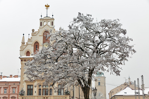 Town Hall with decorated Christmas trees in Rzeszow. Poland