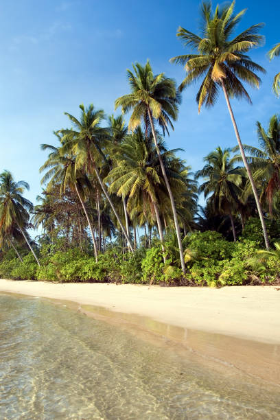 istock Beach in Ko Mak Island in Thailand 834629188