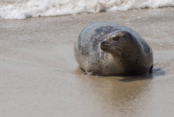 istock Seal Lays on Beach and Looks to Left 834630012