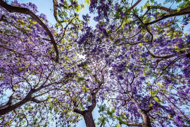 istock Jacaranda tree and bloom with sky and sunshine 834631240