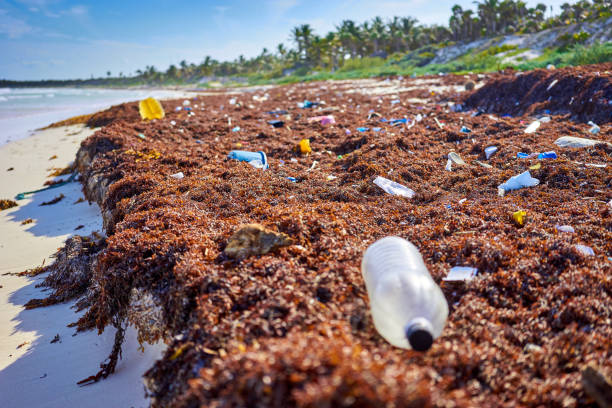 istock Environmental pollution at idyllic beach concept picture 834633056
