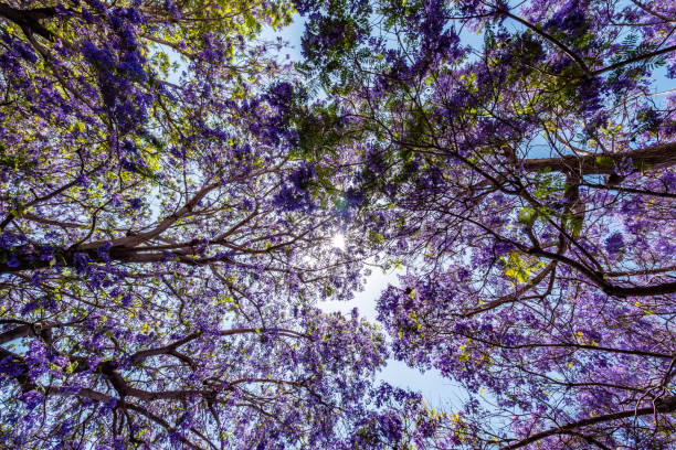 istock Jacaranda tree and bloom with sky and sunshine 834637990
