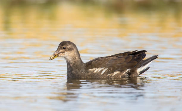 istock Young Moorhen swimming 834639568