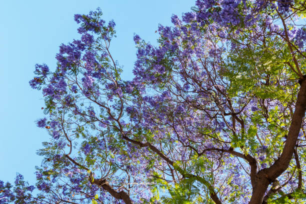 istock Jacaranda tree and bloom with sky and sunshine 834639748