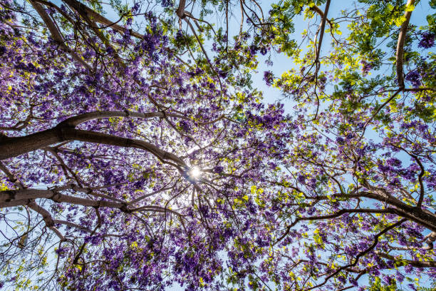 istock Jacaranda tree and bloom with sky and sunshine 834640730
