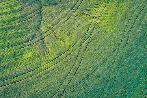 aerial view of green soybean fields in Missouri with tractor footprints, late summer