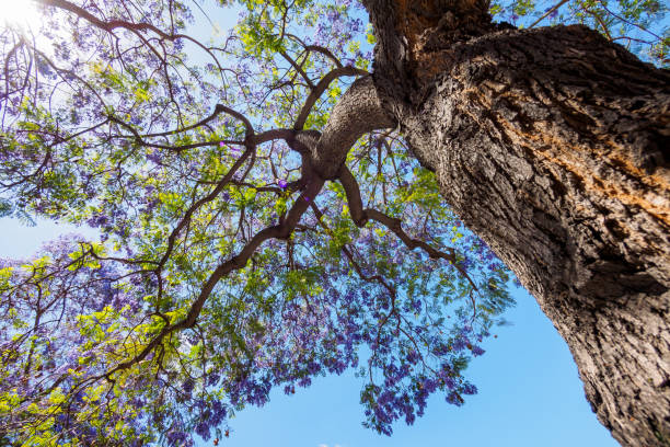 istock Jacaranda tree and bloom with sky and sunshine 834643312