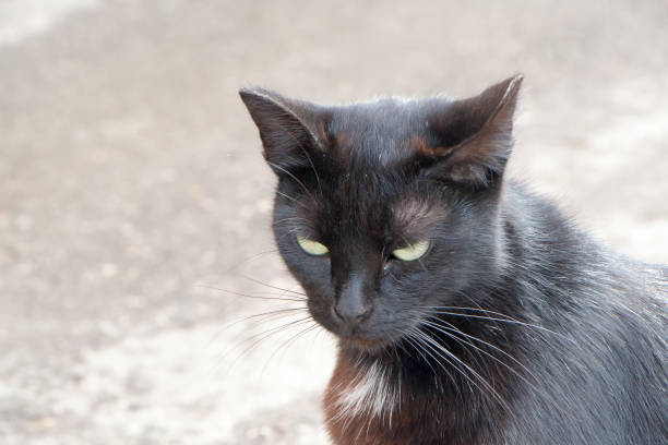 istock portrait of beautiful cat againstin 834646844