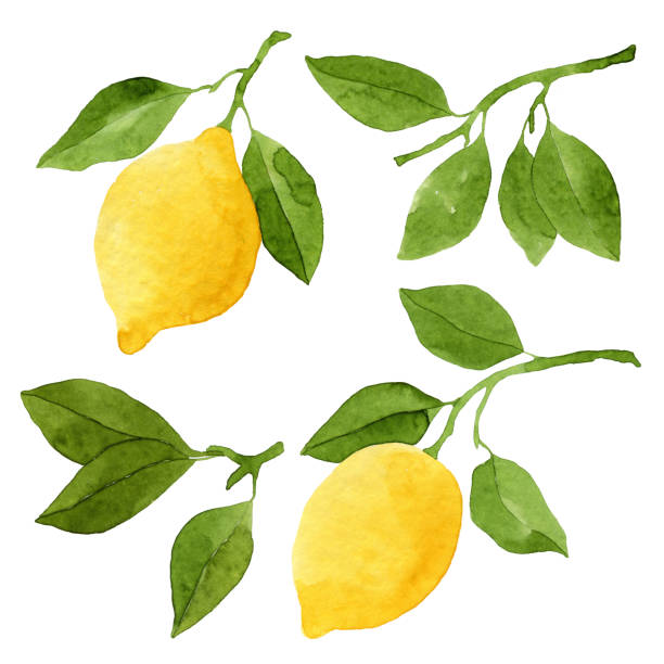 istock Set of Watercolor Lemons and Leaves 834648230