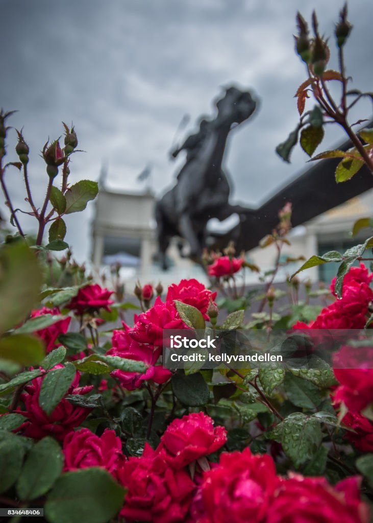 Wet Roses and Barbaro Statue Churchill Downs Stock Photo