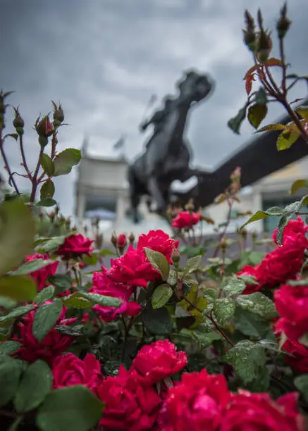 Photo of Wet Roses and Barbaro Statue