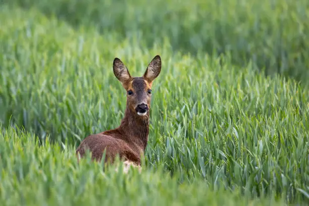 A female Roe Deer (Capreolus capreolus) standing in a wheat field, against a blurred natural background, East Yorkshire, UK