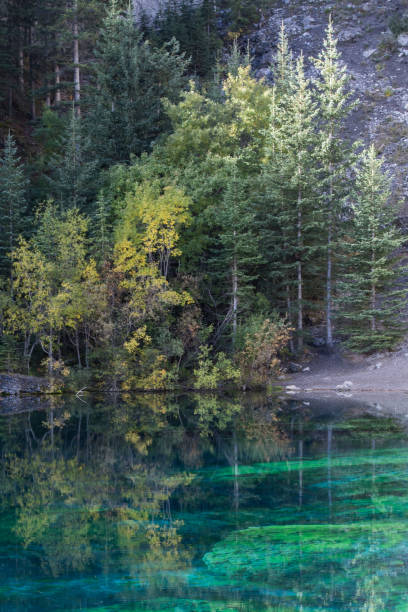 istock Canadian Rockies - Trees on Grassi Lake 834651424