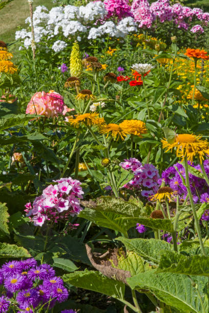 istock flowers in farm garden 834657612