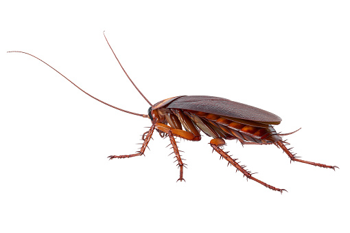 Hand holding cockroach in a car background, eliminate cockroach in car, Cockroaches as carriers of disease