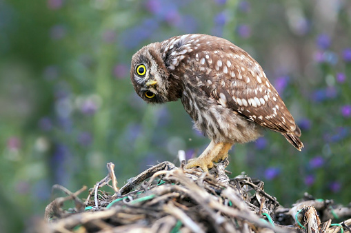 One photo from the big series about the chicks of a little owl in different poses and with big expressive yellow eyes. Birds are photographed on a blurred background in the morning, afternoon and evening light.