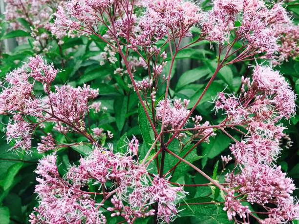 istock Perennial Flowers 834666904