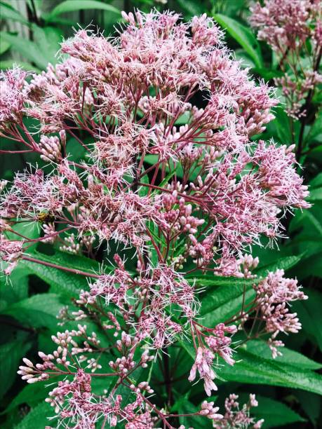 istock Perennial Joe Pye Weed 834666954