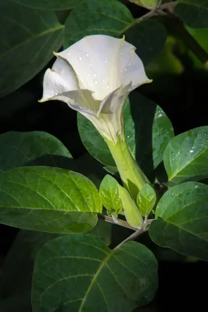Texture, pattern, background. Datura flower. an acutely disturbed state of mind that occurs in fever, intoxication, and other disorders and is characterized by restlessness, illusions, and incoherence of thought and speech.