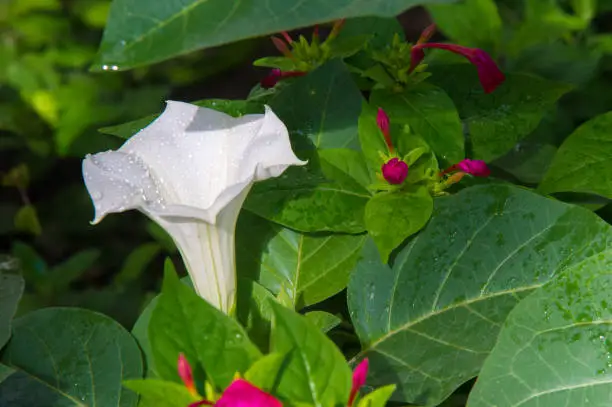 Texture, pattern, background. Datura flower. an acutely disturbed state of mind that occurs in fever, intoxication, and other disorders and is characterized by restlessness, illusions, and incoherence of thought and speech.
