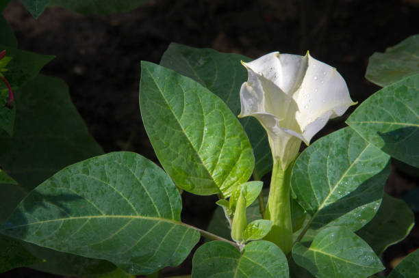 texture, pattern, background. datura flower. an acutely disturbed state of mind that occurs in fever, intoxication, and other disorders and is characterized by restlessness, illusions, and incoherence of thought and speech. - intoxication imagens e fotografias de stock