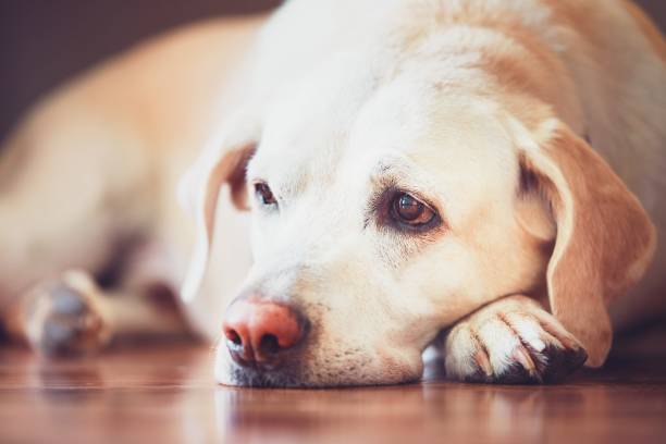 sguardo triste del vecchio cane - animal recovery illness pets foto e immagini stock